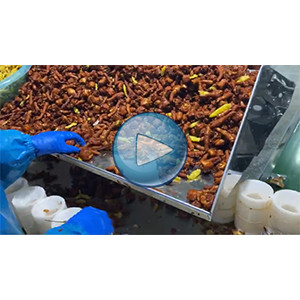 泡椒雞爪給袋式真空包裝機 80包 環(huán)形下料器