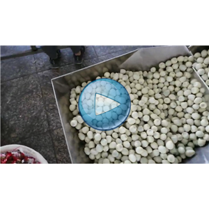 四枚無殼鵪鶉蛋給袋式包裝機(jī)，60包/分鐘